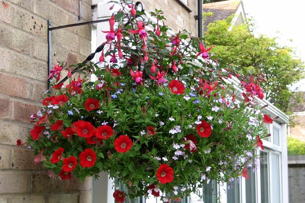 Barbara Brewer's hanging basket was third .jpg